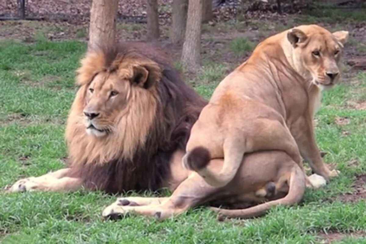 Можно считать что львы. Львица села на Льва. Львица сидит на Льве. Львица села на голову Льва. Любовь животных.