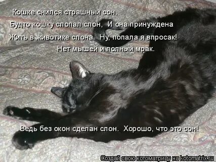 Давить во сне кошку