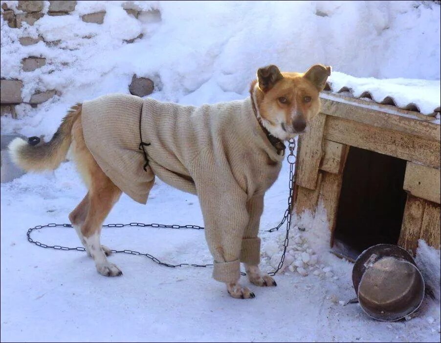 Там сейчас прохладно. Собака в валенках. Пес в тулупе. Собака в тулупе. Собака в ватнике.