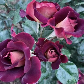 Rose h