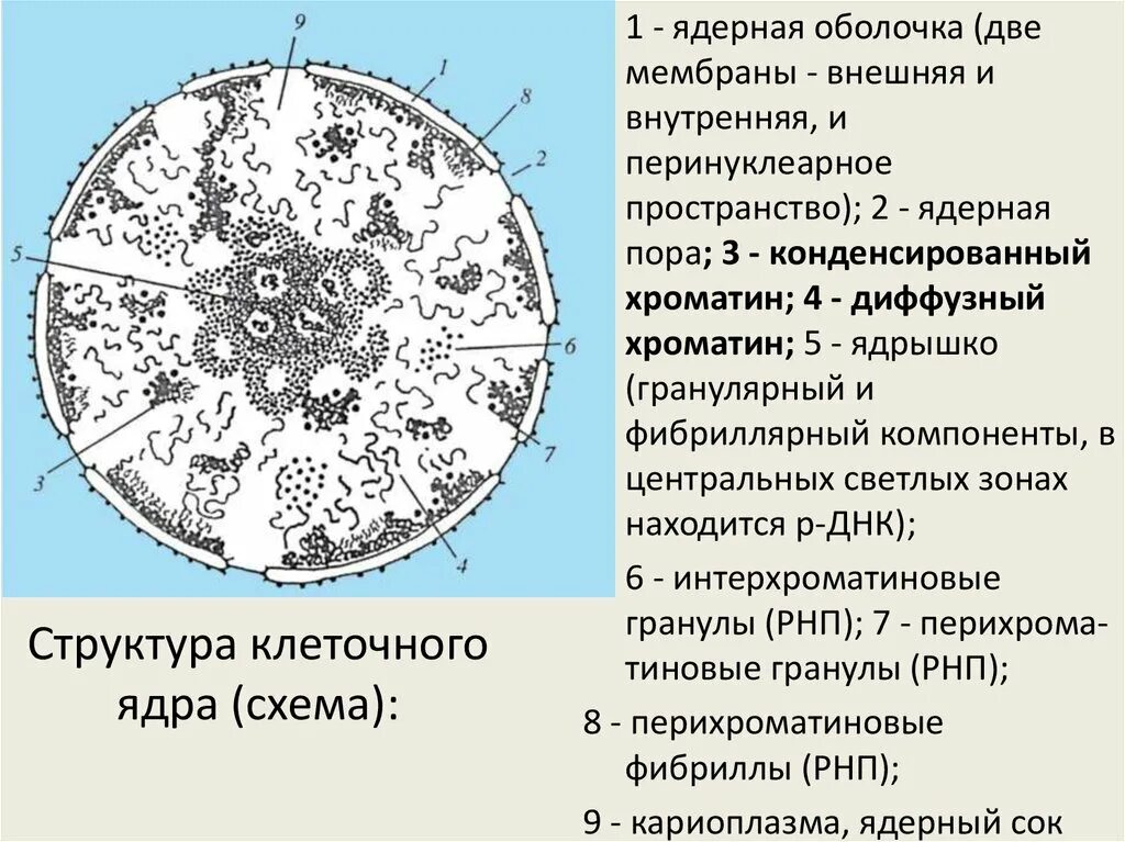 Структура интерфазного ядра оболочка ядра. Схема строения интерфазного ядра. Строение ядра клетки хроматин. Компоненты ядра схема.