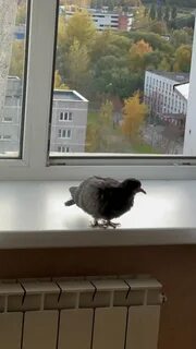 Птица залетела в окно на балкон