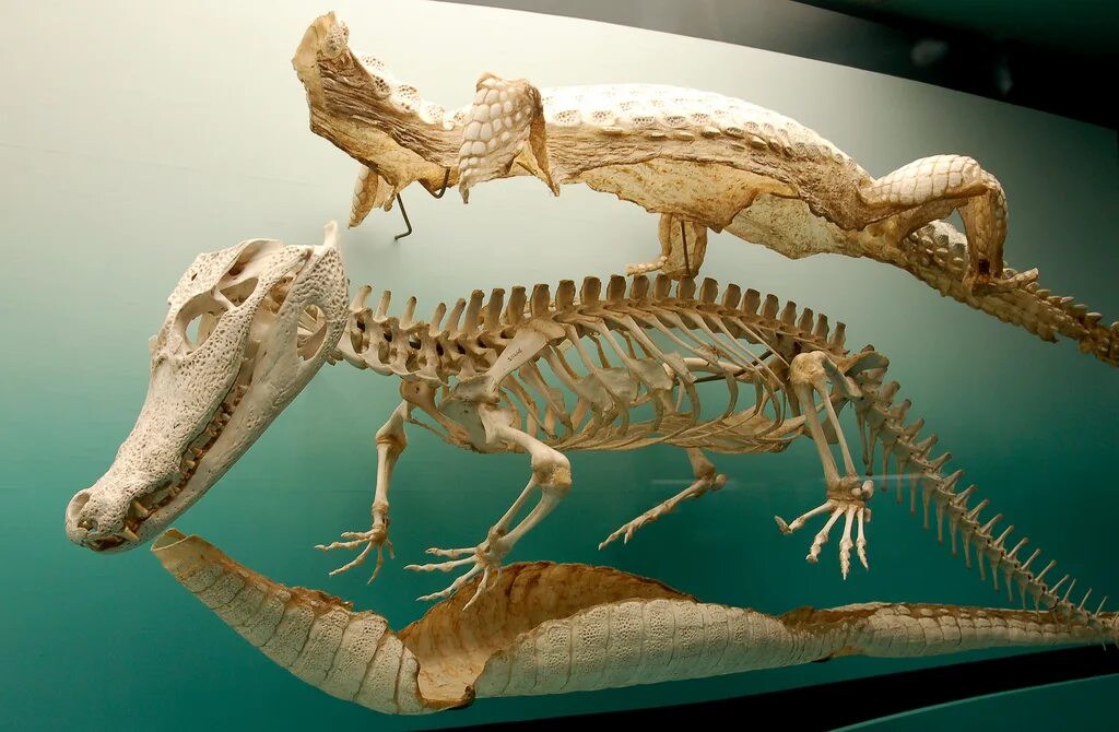 Рептилии ребра. Рамфусухус крокодил скелет. Гавиал крокодил скелет. Скелет крокодила. Скелет нильского крокодила.