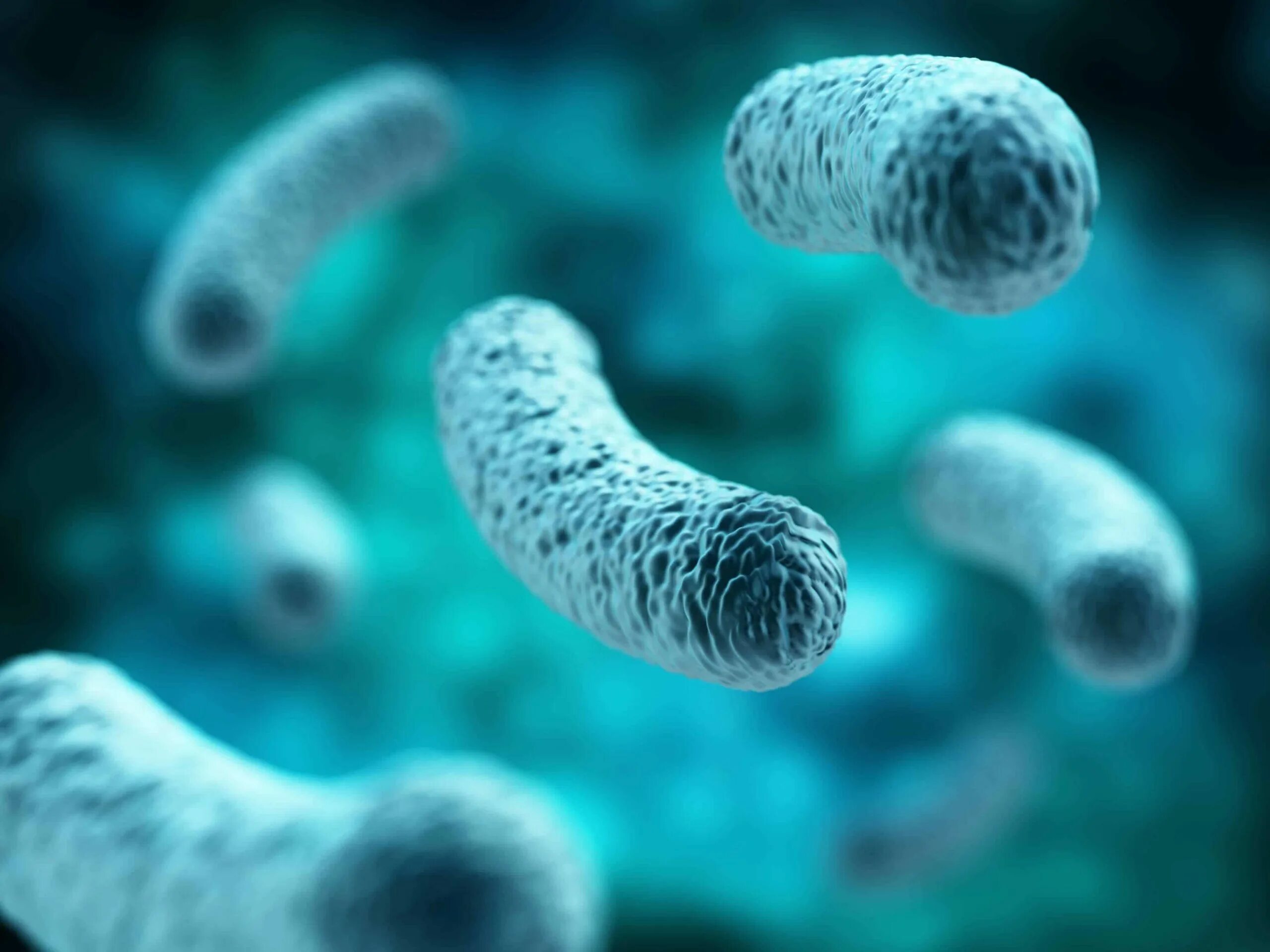 Полезные микроорганизмы. Лактобактерии Lactobacillus. Лактобациллы бактерии. Лактобактерии микробиом. Лактобактерии бациллы.