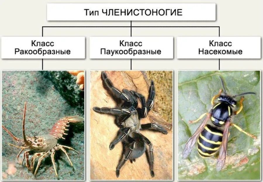 3 класса типа членистоногих. Членистоногие. Тип Членистоногие. Тип Членистоногие представители. Тип Членистоногие класс насекомые.