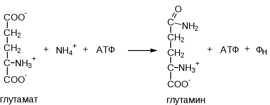 Атф н2о. Глутамат nh3 АТФ. Глутамат nh3 АТФ глутамин АДФ ФН. Глутамат + nh3 + АТФ → глутамин + АДФ + н3ро4. Глутамат аммиак АТФ.