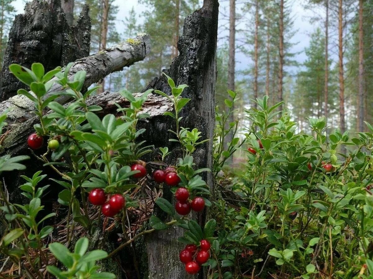 Ягель, морошка, брусника. Брусника обыкновенная в лесу. Береза и брусника. Лес сосняк брусничник. Лесные ягоды брусника.