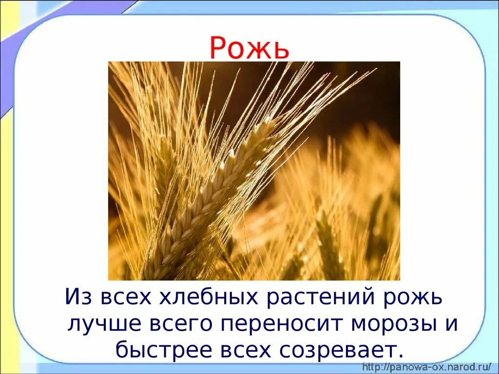 Окончание слова рожь. Рожь окружающий мир. Рожь для детей. Рожь сообщение 3 класс окружающий мир. Доклад про рожь.