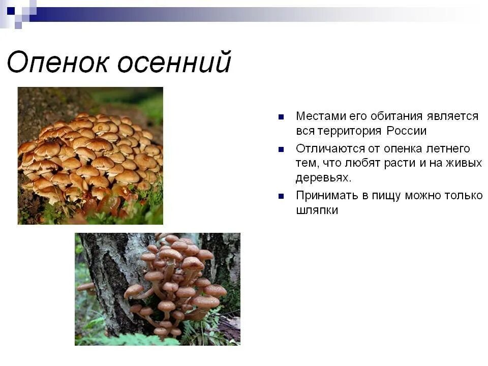 Определите тип питания опенок осенний. Опенок летний и опенок осенний\. осенние опята ложные и съедобные. осенние опята ложные. опенок осенний и ложный опенок.