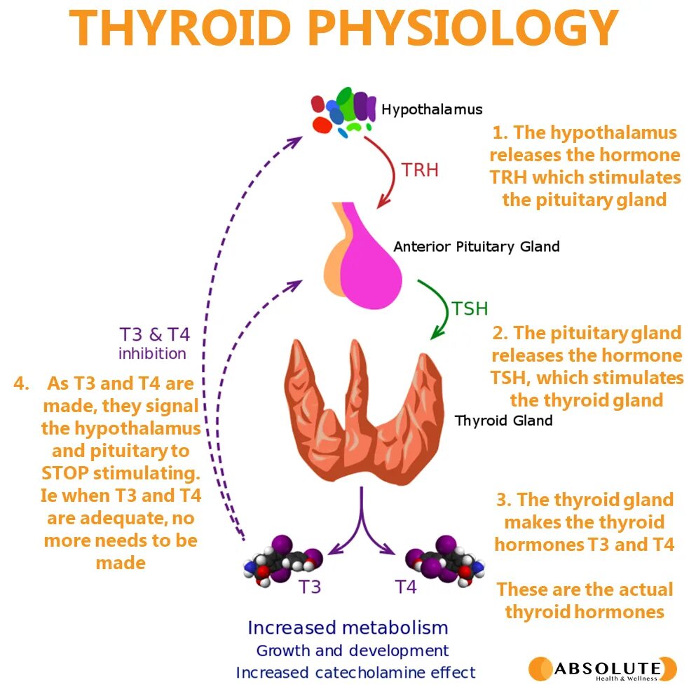 Thyroid s Тайланд состав. Физиология щитовидной железы. Функции щитовидной железы физиология. Щитовидная железа анатомия и физиология.