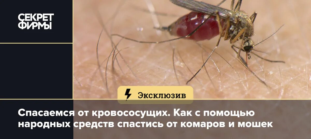 Что делать если комар мешает спать ночью. Что делать если комар мешает спать ночью