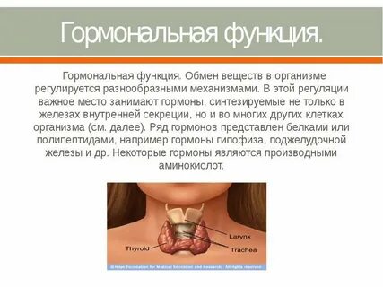 Функция белков гормонов