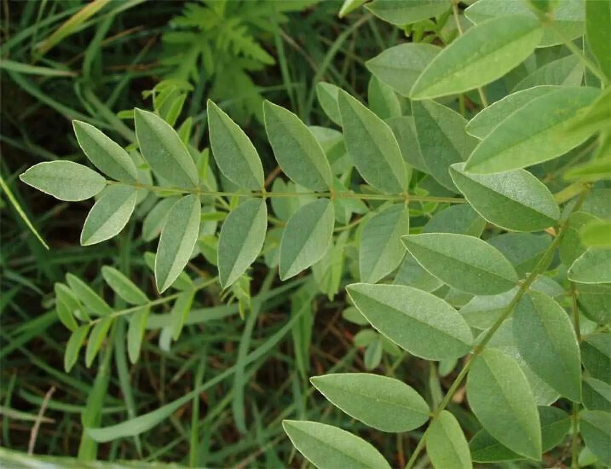 Glycyrrhiza glabra. Солодка Уральская. Солодка Уральская (Glycyrrhiza uralensis). Лакрица Солодка растение. Лакрица растение