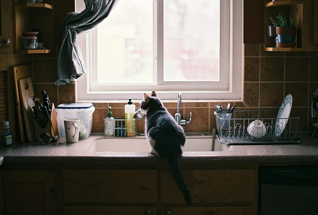 Cats kitchen. Кошка на кухне. Котик на кухне. Кот в интерьере кухни. Собака на кухне.