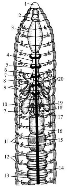 Спинная сторона червя. Вскрытый дождевой червь строение. Препарирование дождевого червя. Строение дождевого червя вскрытие. Олигохеты продольный срез.
