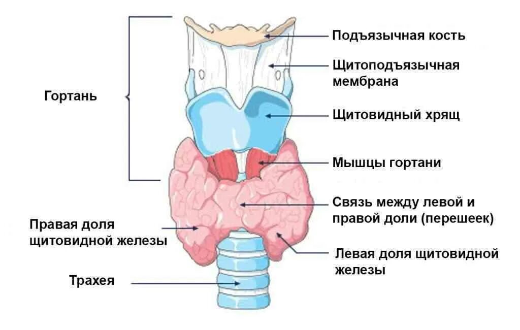 Основы эндокринологии. Анатомия и физиология человека - презентация онлайн