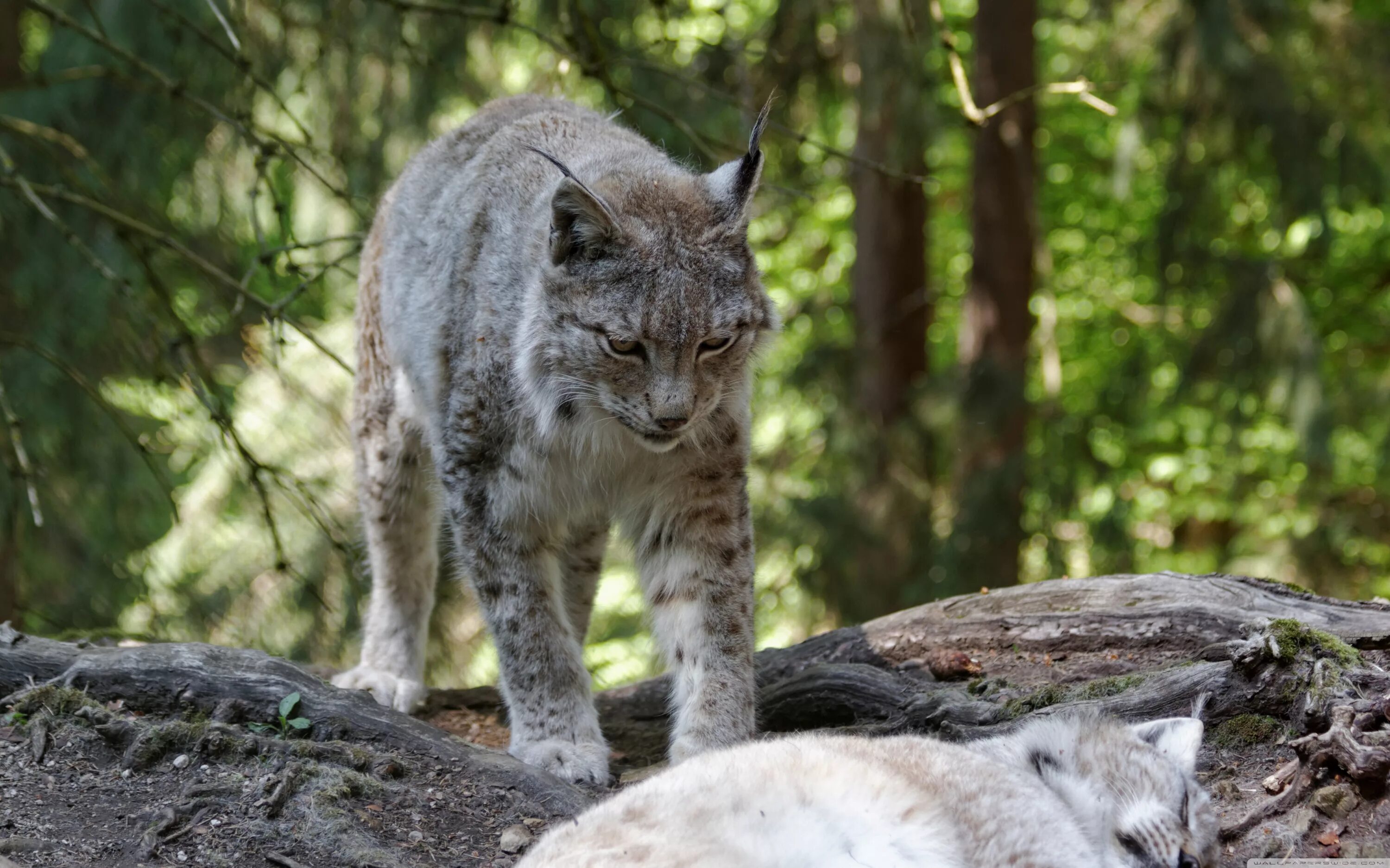 Короткая рысь 4. Рысь в Кавказском заповеднике. Кавказская Рысь Lynx Lynx dinniki. Рысь Кавказская Сочинский национальный парк. Рысь Кавказская (Lynx Lynx dinniki Satunin, 1915)..