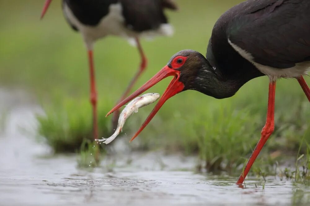 уссурийский заповедник черный аист. черный аист с птенцами. чем питается черный аист. краснокнижный черный аист. ).