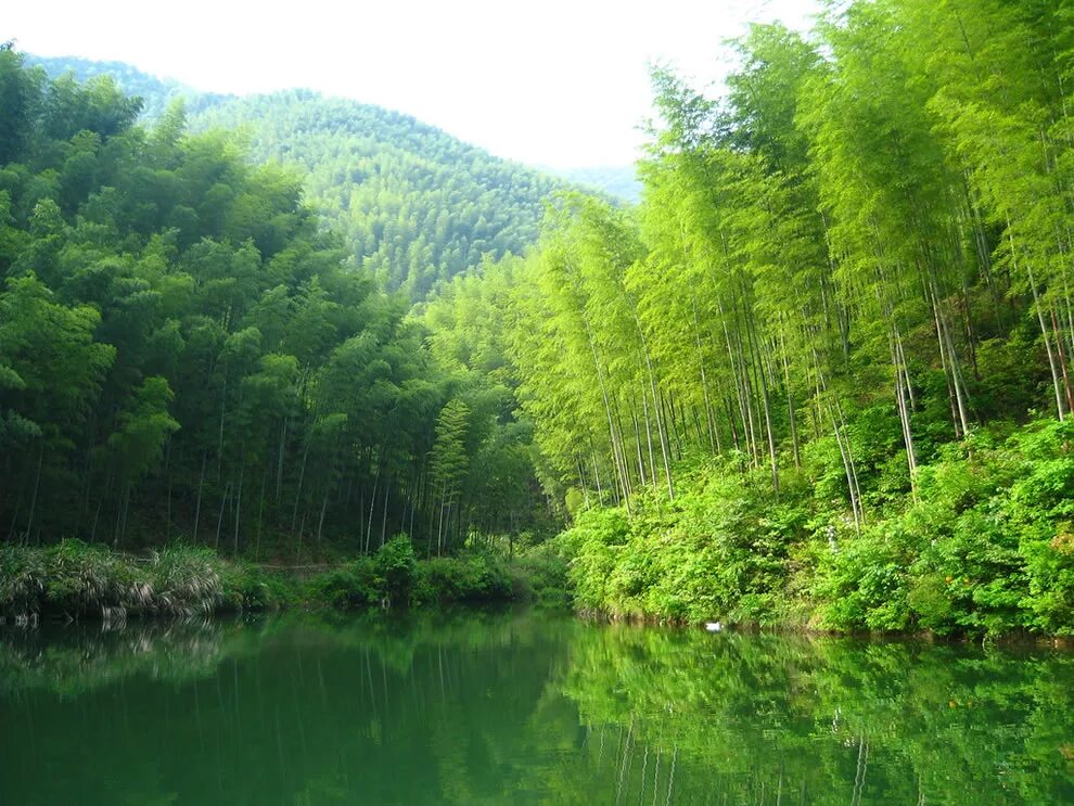 Ли леса. Леса Китая. Красивые леса Китая. Леса Южного Китая. Бамбуковые леса в Китае.