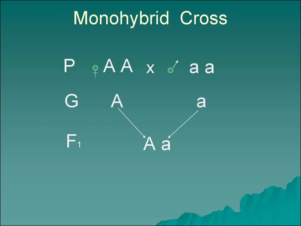 Monohybrid Cross. Monohybrid Crossing. Mendels Laws. Monohybrid Crossing Vegetables.