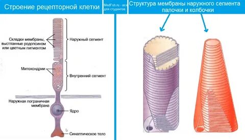 Строение палочек