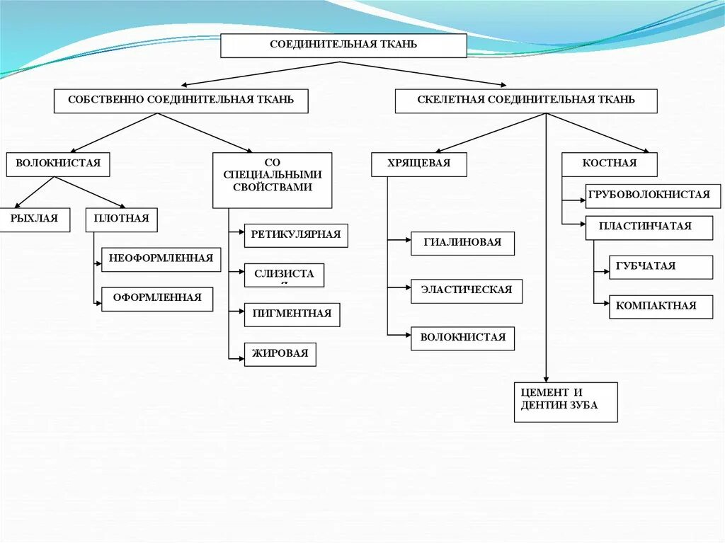 Собственно соединительная ткань схема. Классификация соединительной ткани схема. Классификация тканей гистология схема. Классификация соединительной ткани гистология.