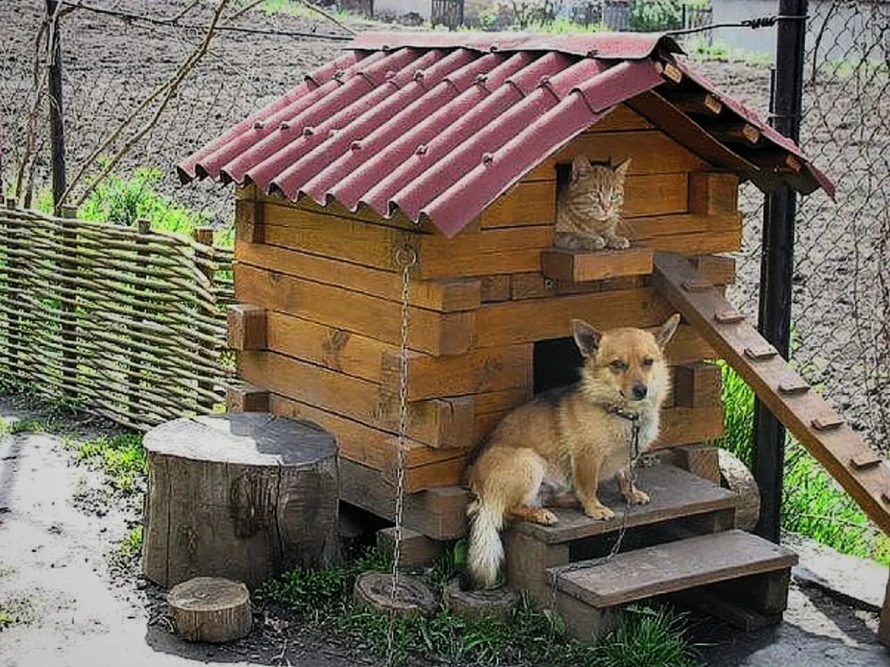 Собака с конурой. Смешная собачья будка. Смешные будки для собак. Домик для собаки на даче.