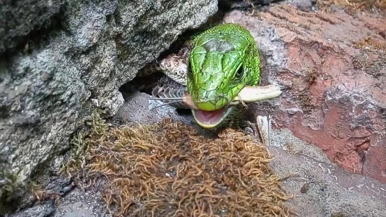 Ящерица спячка. Ящерка в норе. Ящерица с открытым ртом.