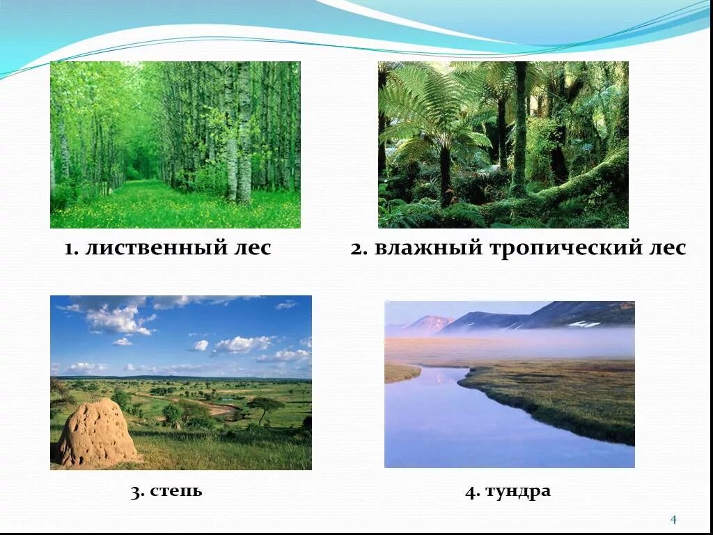 Влажность лиственных лесов. Лиственный лес влажность. Тундра и тропический лес. Степь тундра Тайга влажные тропические леса.