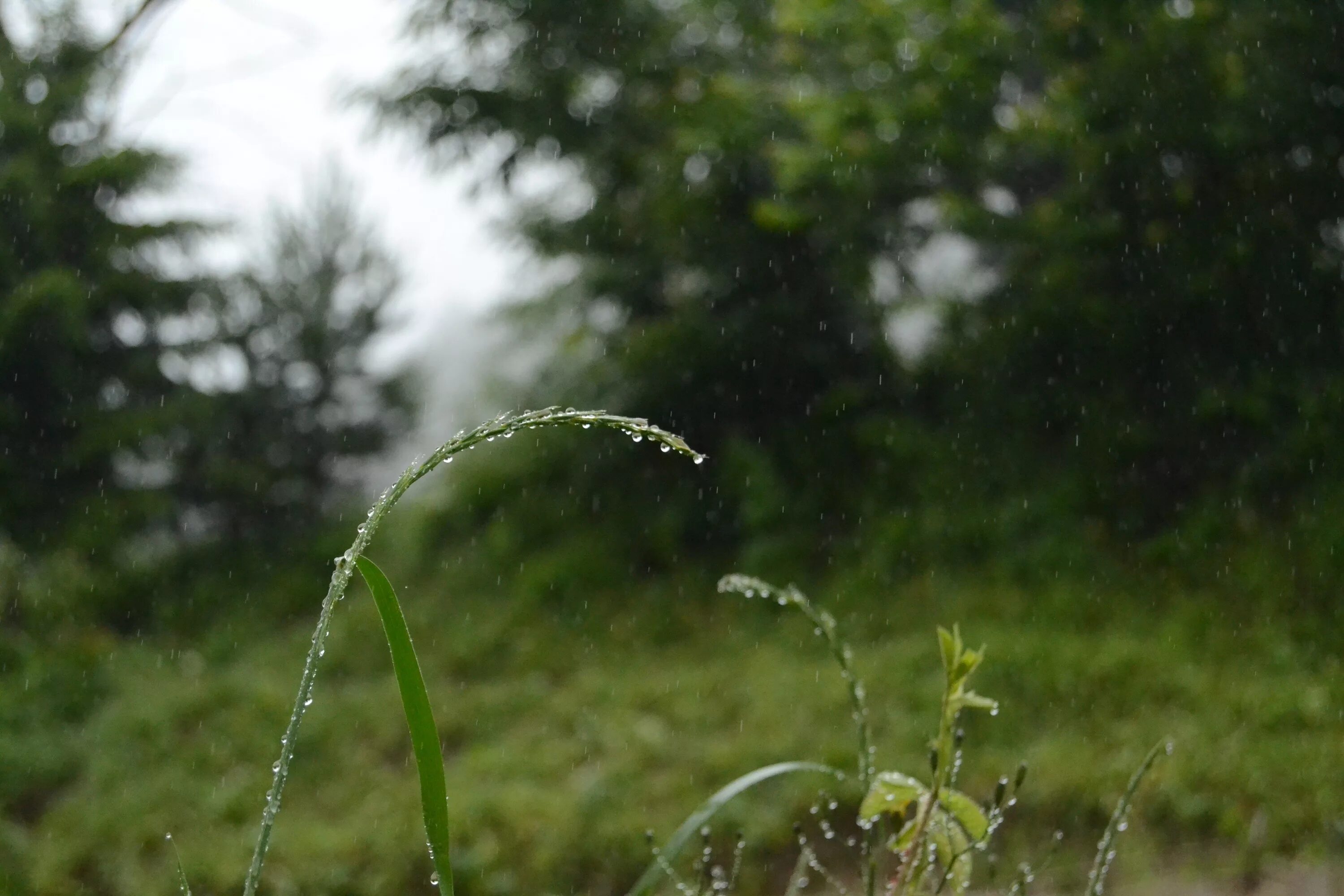 После летнего дождика. Лето дождь. Природа дождь. Летний дождик. Дождь летом.