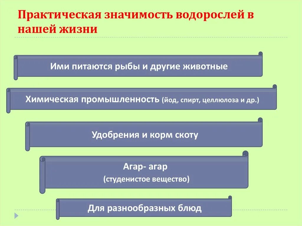 Конспект урока политическая жизнь общества 6 класс. Практическая значимость химии. В чём заключается ценность водорослей как источника питания человека. В чем заключается ценность водорослей как источника питания человека. В чем заключается ценность водорослей источника питания человека.