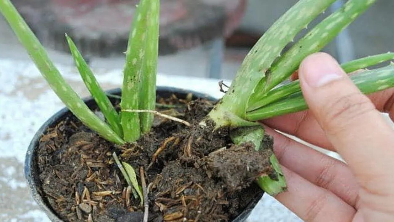 Пересаживание алоэ. Пересадить алоэ. Рассадка алоэ. Пересаживание алоэ. Алоэ вера пересадка.