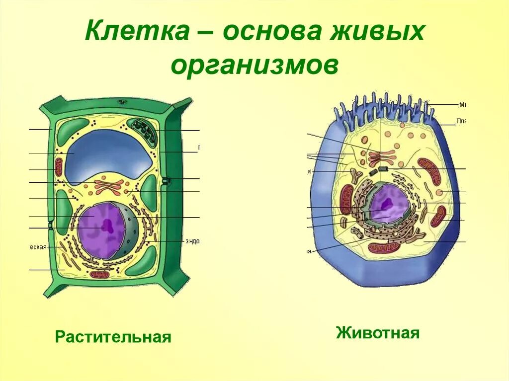 Любые клетки живого организма. Строение растительной и животной клетки без подписей. Живая клетка и растительная клетка. Строение живой клетки. Клетка растений и животных.