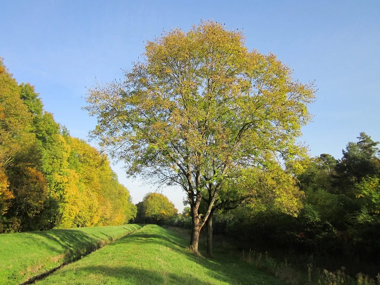 Красивые деревья в россии. Ясень обыкновенный Fraxinus Excelsior. Ясень пенсильванский дерево. Ясень обыкновенный -Fráxinus Excélsior. Fraxinus Excelsior дерево.