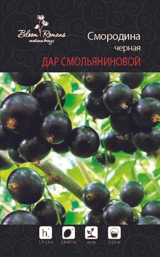 Смородина гулливер фото. Смородина снежная королева. Смородина гулливер описание отзывы. Смородина гулливер описание отзывы. Смородина сорт гулливер.