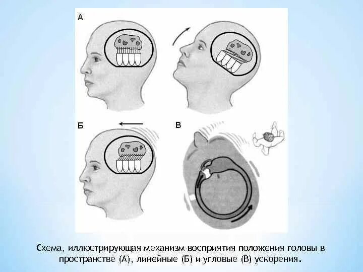 Положение затылка. Положение головы. Положение головы в пространстве. Восприятие положения тела в пространстве. Положение мозга в голове.