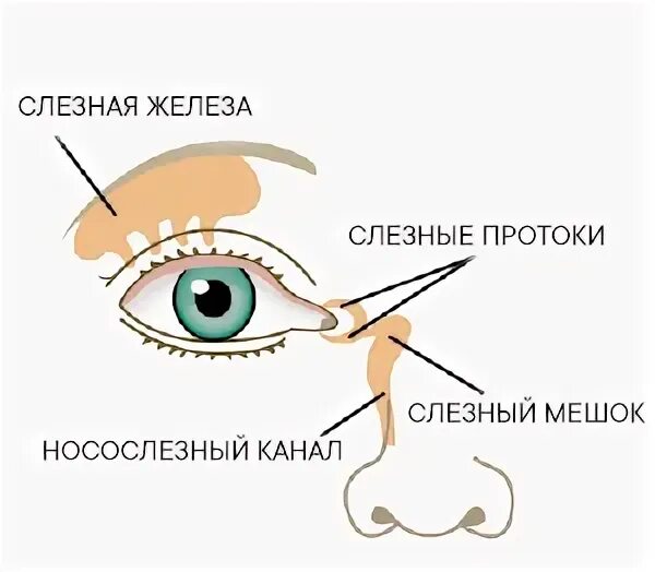 Слезный канал форум. Строение слезного канала у новорожденного. Дакриоцистит промывание слезных путей. Схема массажа слезного канала.