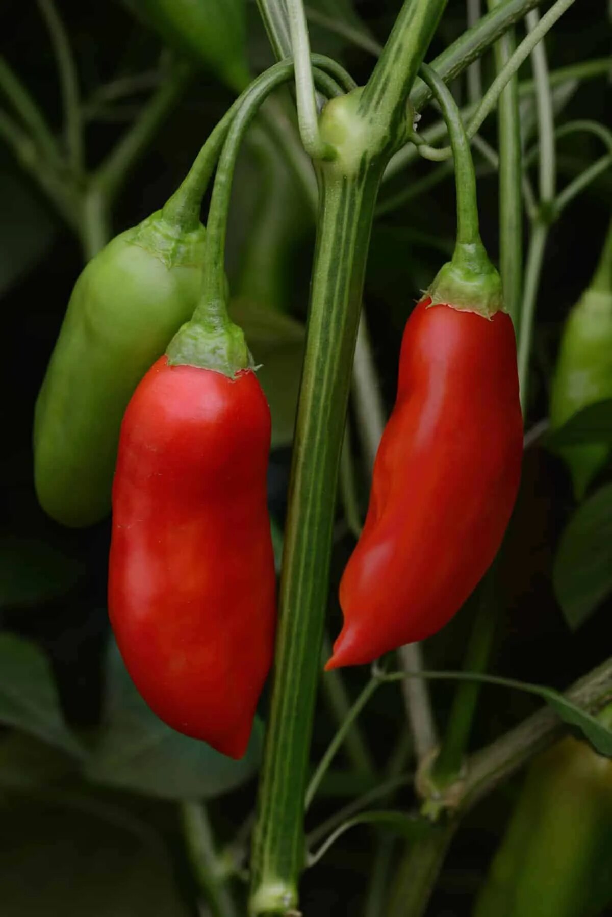 Баккатум 455. Баккатум кап 455. перец баккатум кап 455. capsicum baccatum. перец ягодный баккатум.