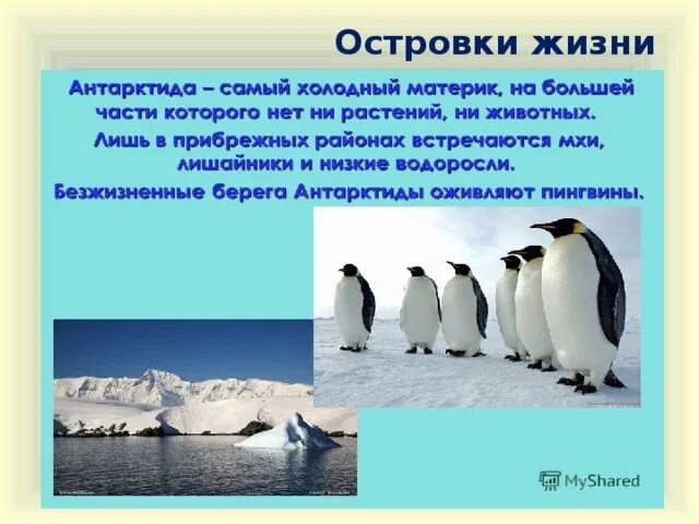 Антарктида материк сведения. Краткая информация о материке Антарктида. Антарктида материк презентация. Презентация на тему материк Антарктида.