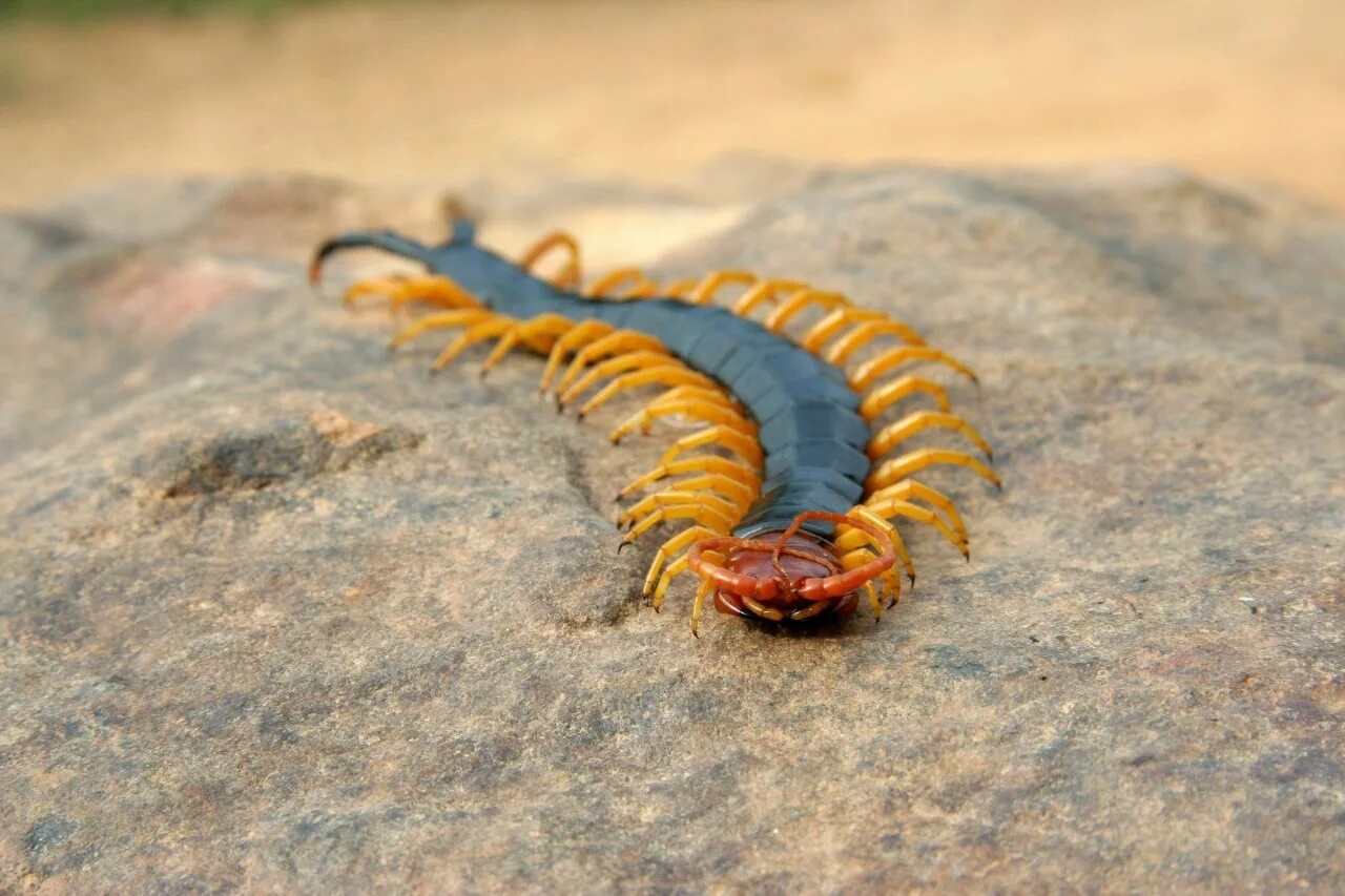 Австралийская сколопендра. Двухвостка многоножка мокрица. Обыкновенная мухоловка многоножка. Многоножка насекомое. Сороконожка мухоловка.