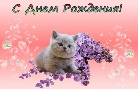 С днем рождения женщине красивые с кошками