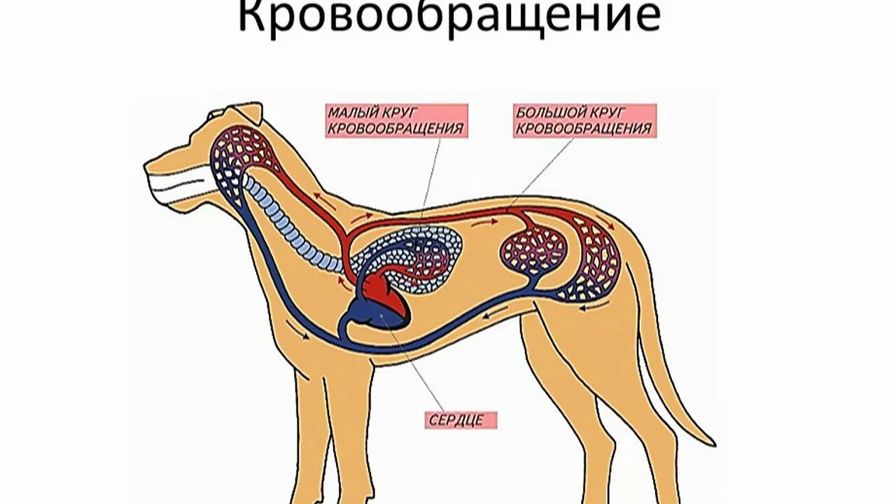 Какая кровь поступает у млекопитающих. Система кровообращения млекопитающих. Строение кровеносной системы животных. Пищеварительная и дыхательная система млекопитающих. Пищеварительная система млекопитающих схема.