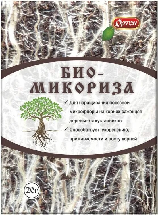 Образует микоризу с корнями деревьев