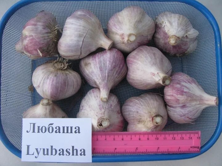 ЧЕСНОК СТРЕЛЕЦ 5шт Агрофирма "ФЛОС"