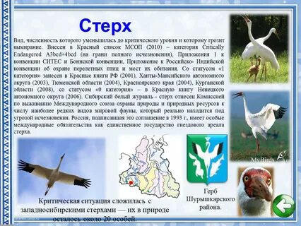 Где обитает стерх