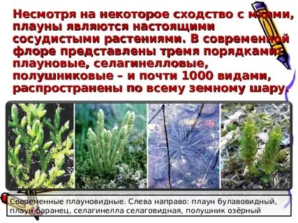 Какую роль в жизни человека играют плауновидные