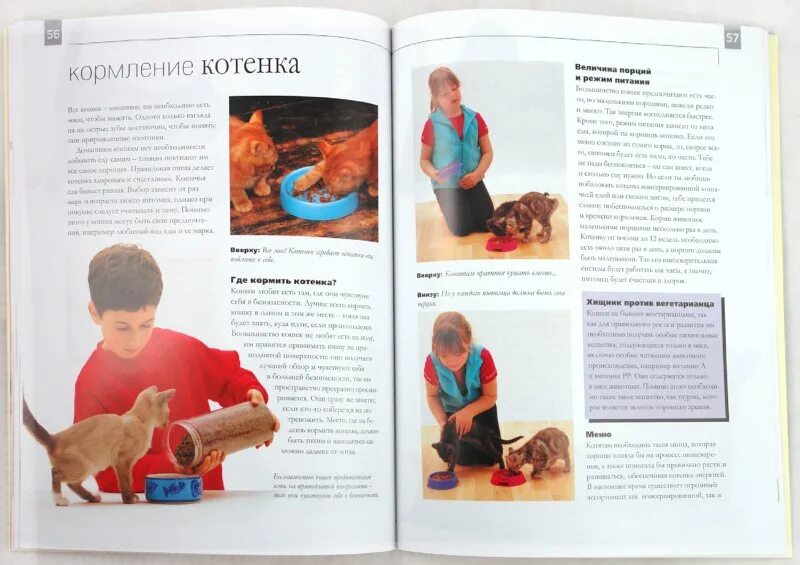 Как воспитать ласкового котенка. Как воспитать котенка. как правильно воспитывать кота. книги о воспитании кошек.