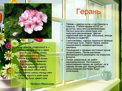 Комнатные растения доклад