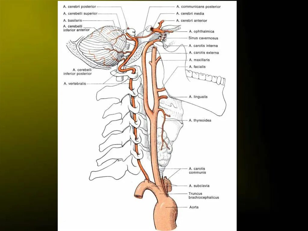 Внутренняя Сонная артерия сегменты анатомия. Arteria vertebralis анатомия. Сегменты позвоночной артерии схема. Позвоночная артерия анатомия атлас.