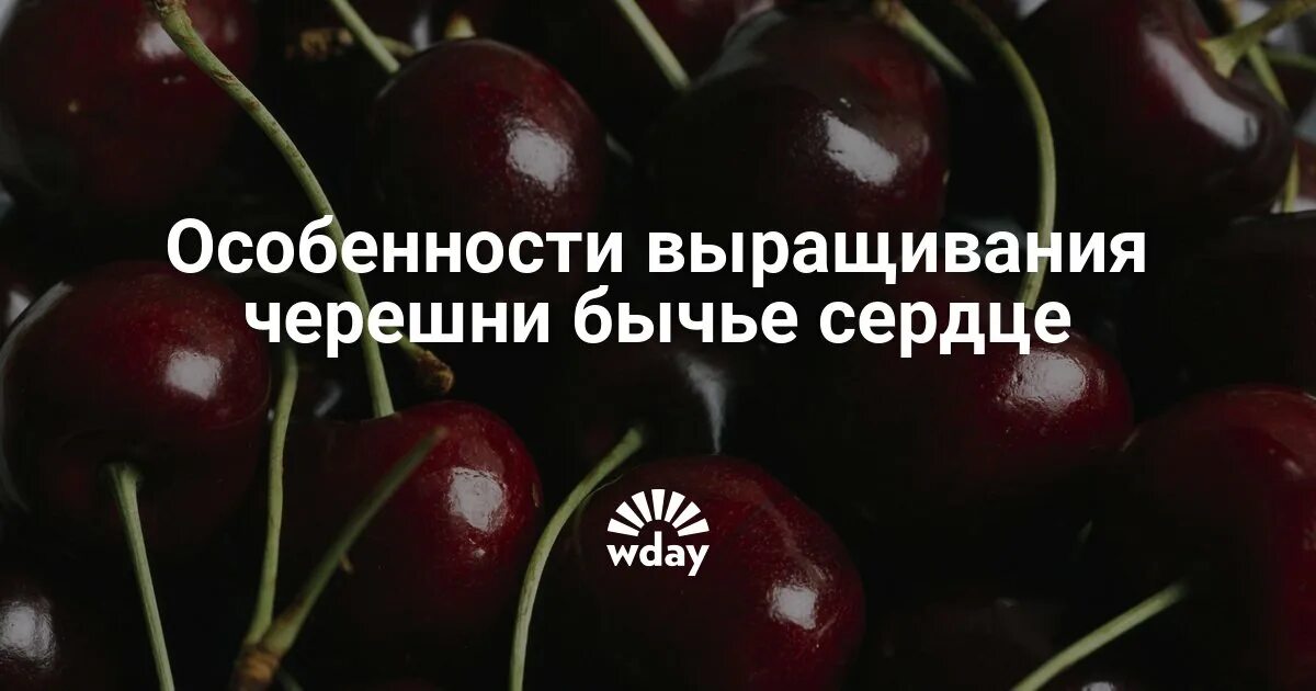 Сорт черешни бычье сердце отзывы. Черешня бычье сердце. сорт черешни бычье сердце. крупная черешня бычье сердце. крупные черешни юга бычье сердце.